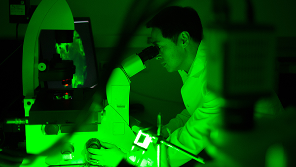 A researcher in a green-lit laboratory peers into a microscope